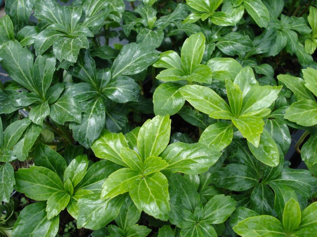 Pachysandra terminalis 'Green Carpet'